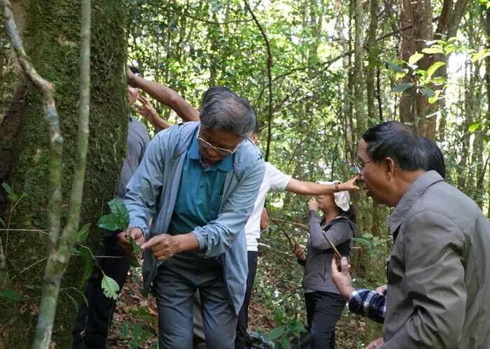 西盟佤山惊现一片古茶园 见证古茶文化历史 西盟佤山惊现一片古茶园 见证古茶文化历史