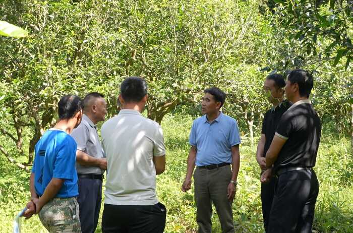 西盟佤山惊现一片古茶园 见证古茶文化历史 西盟佤山惊现一片古茶园 见证古茶文化历史