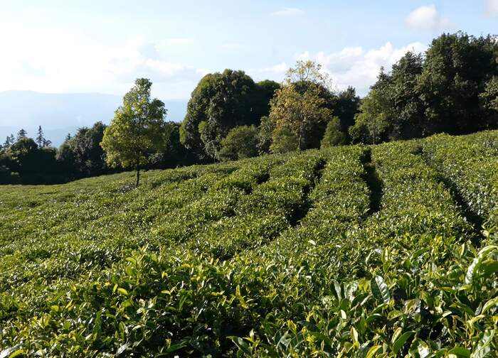 西盟佤山惊现一片古茶园 见证古茶文化历史 西盟佤山惊现一片古茶园 见证古茶文化历史