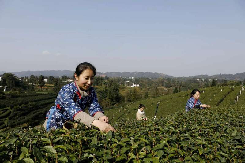 纳溪:“一叶”成“一业” 茶产业铺就村民增收路 纳溪:“一叶”成“一业” 茶产业铺就村民增收路