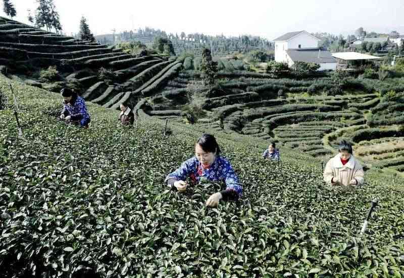 纳溪:“一叶”成“一业” 茶产业铺就村民增收路 纳溪:“一叶”成“一业” 茶产业铺就村民增收路