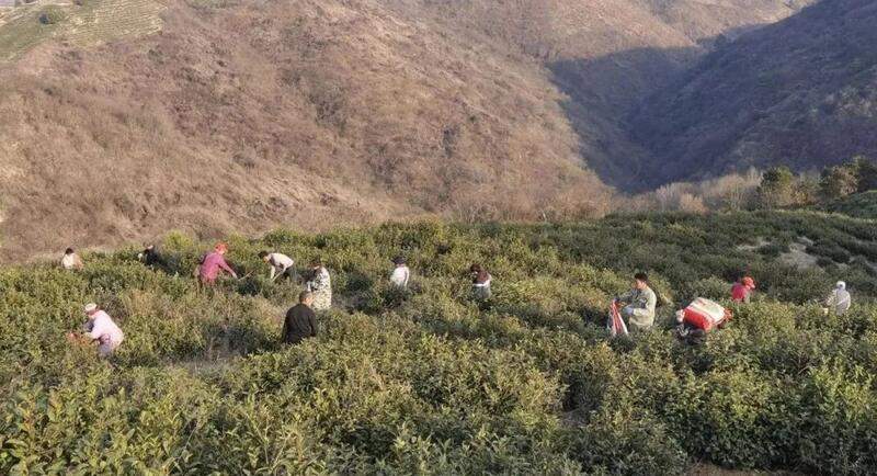 陕西山阳:茶企奏响春日“茶管曲” 陕西山阳:茶企奏响春日“茶管曲”