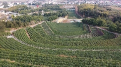 九一六茶园：红韵茶香新发展