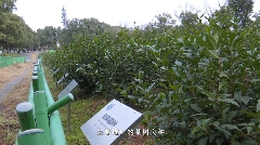 九一六茶园：红韵茶香新发展