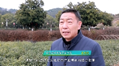 九一六茶园：红韵茶香新发展