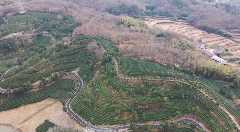 九一六茶园：红韵茶香新发展