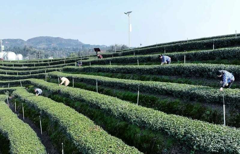 纳溪：“一叶”成“一业” 茶产业铺就村民增收路