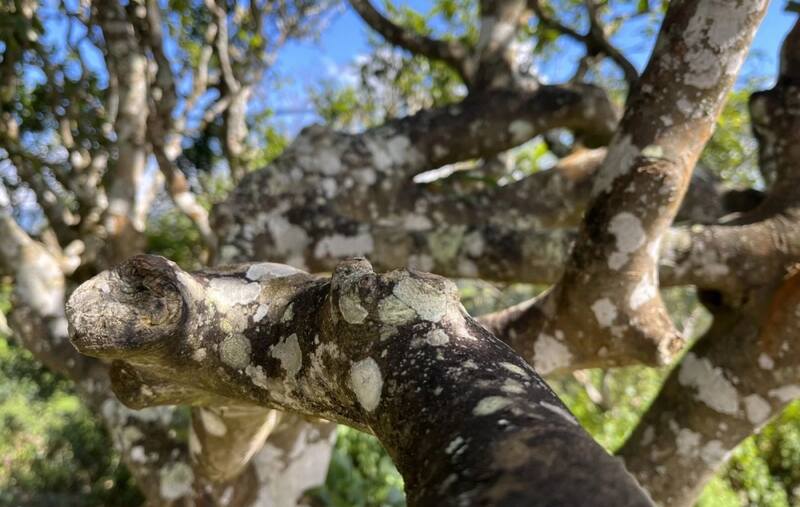 八角亭乔木金韵   一盏金茗，品韵东方