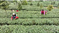 重庆永川：抢“鲜”采摘今年首批春茶