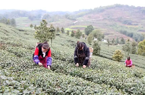 重庆永川：抢“鲜”采摘今年首批春茶