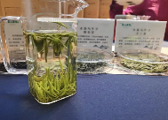 不止“浙江第一早”，温州早春茶吹来新风潮