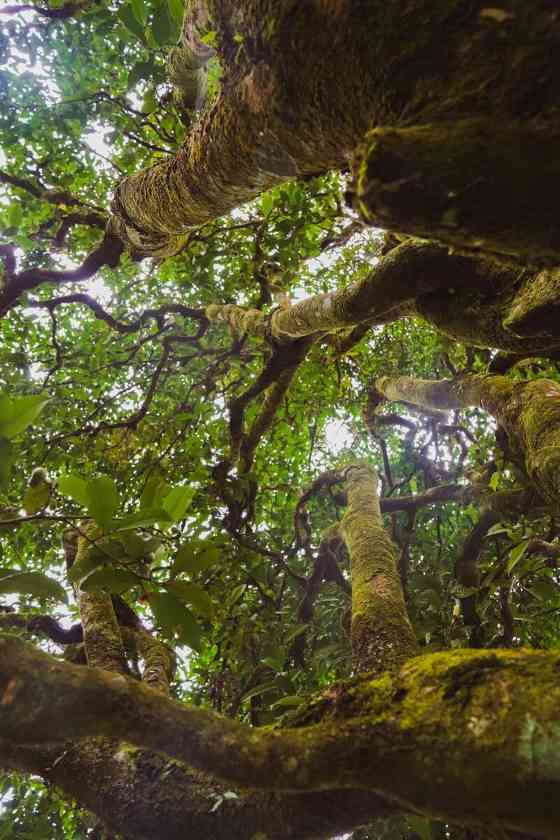 下关2025 秘境荒野 喝18年陈野生古树茶，享山水之乐