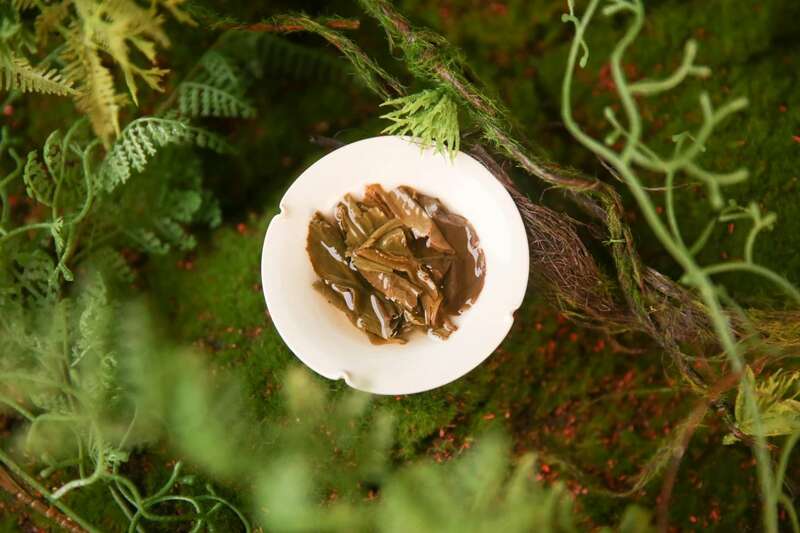 下关2025 秘境荒野 喝18年陈野生古树茶，享山水之乐