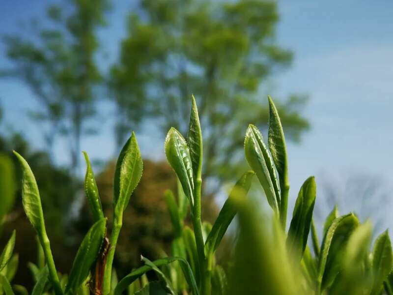 全国首款！“蒲江雀舌”茶叶真牛！