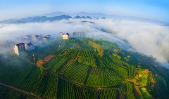 以“大佛龙井”品牌为背书 创建“云上茶乡，灵秀东茗”的乡村发展生境