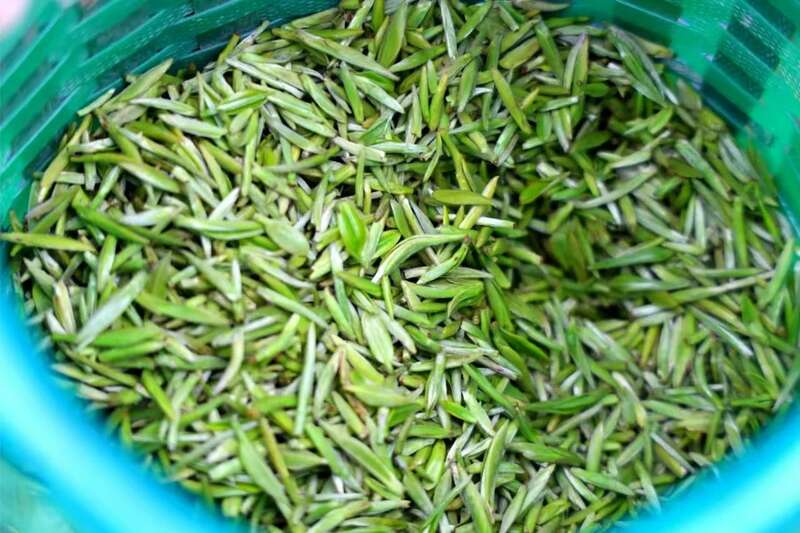 四川早春茶采鲜，“金叶子”开采