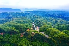 四川早春茶采鲜，“金叶子”开采