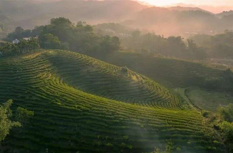 各省市GDP放榜！折射出哪些茶业信息？