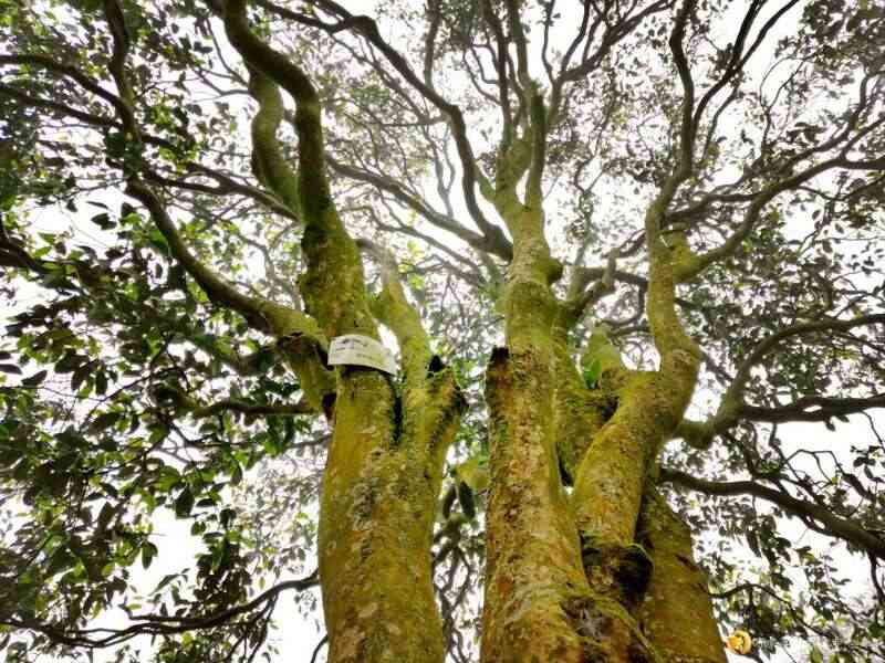 习水：小茶叶撑起大产业