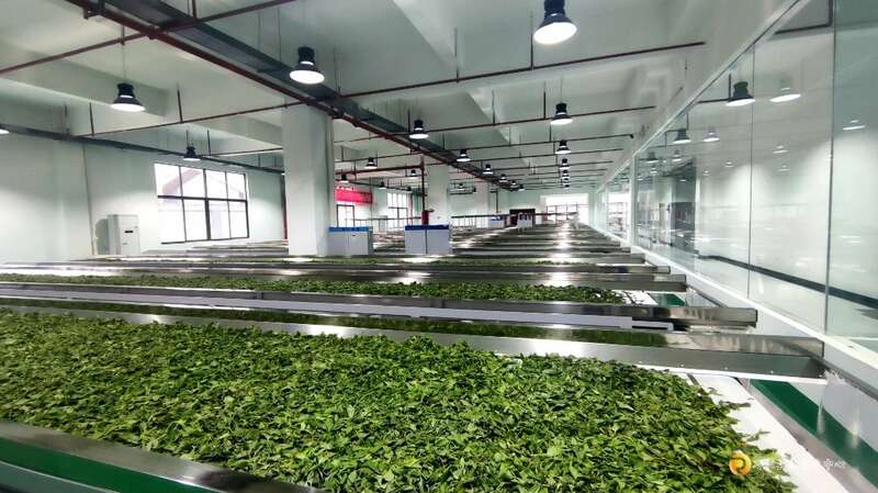 习水：小茶叶撑起大产业