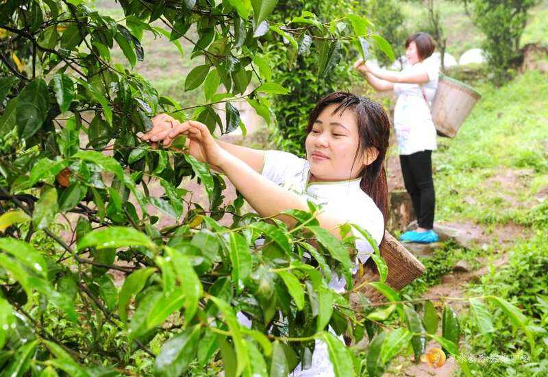 习水：小茶叶撑起大产业