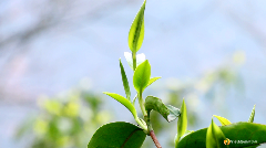 习水：小茶叶撑起大产业