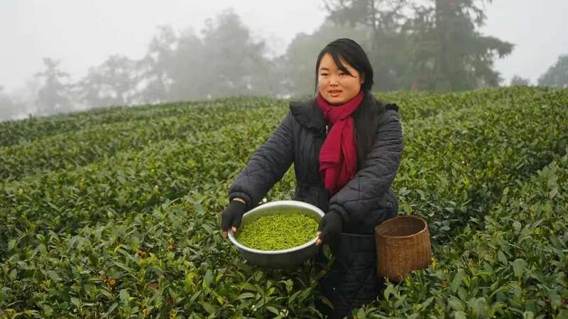 四川早春茶采鲜，“金叶子”开采