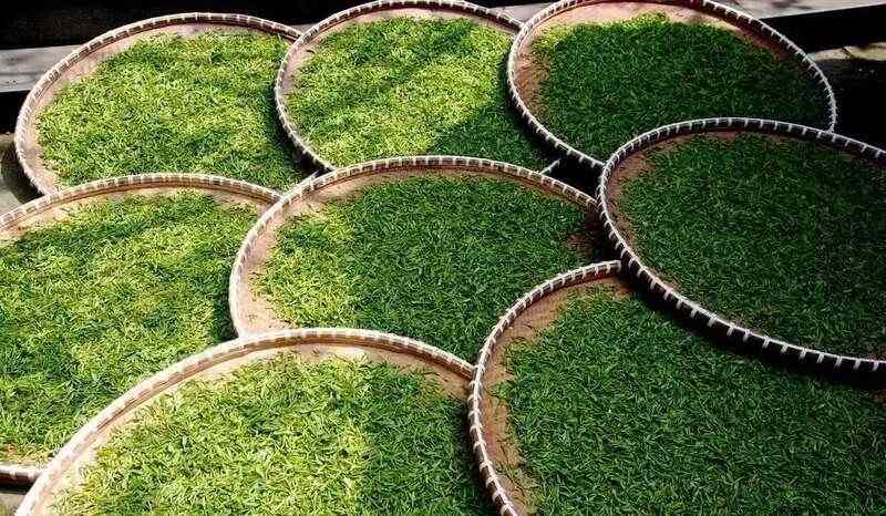 2024年度茶青交易指数，揭示量价背后的信号