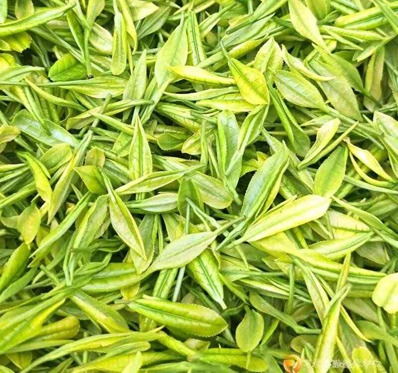 习水：小茶叶撑起大产业