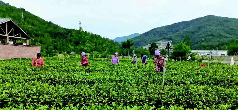 数字赋能助发展 茶旅融合绘新景——茶产业助推青川经济社会高质量发展