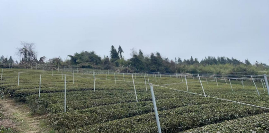 宣恩县:茶叶专业合作社托起致富增收“金叶子” 宣恩县:茶叶专业合作社托起致富增收“金叶子”