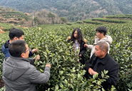 科技赋能春茶生产 永嘉乌牛早茶园迎来“智囊团” 科技赋能春茶生产 永嘉乌牛早茶园迎来“智囊团”
