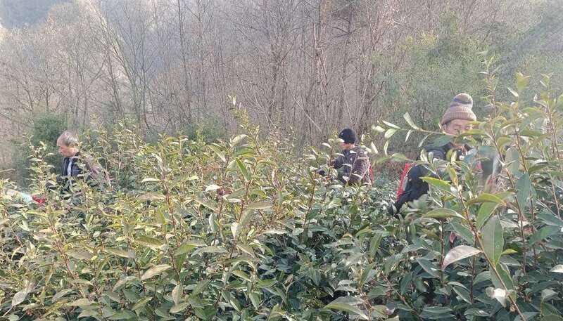 红坪镇红花村：茶园修剪正当时 高山云雾孕好茶