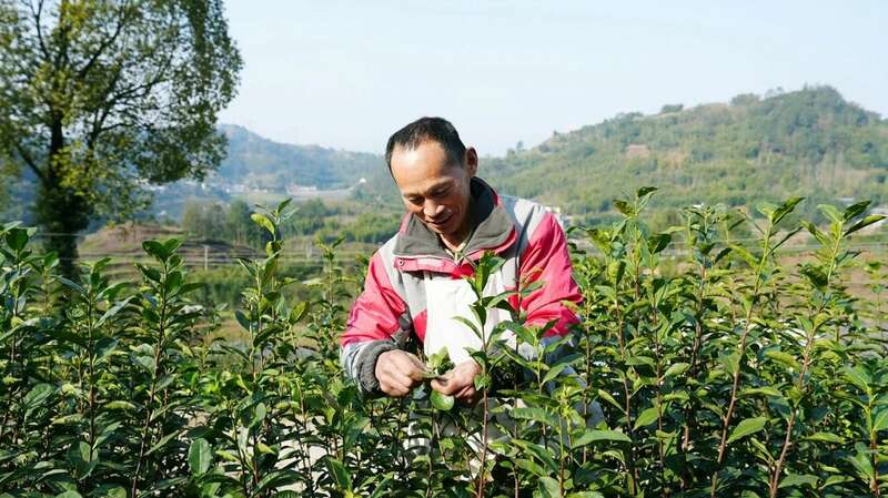 高县来复镇金村春茶飘香茶农忙 高县来复镇金村春茶飘香茶农忙