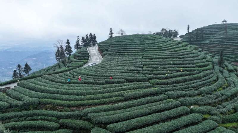 夹江第一茬春茶抢“鲜”开采! 夹江第一茬春茶抢“鲜”开采!