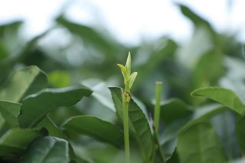 夹江第一茬春茶抢“鲜”开采! 夹江第一茬春茶抢“鲜”开采!