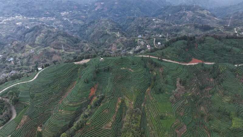 夹江第一茬春茶抢“鲜”开采! 夹江第一茬春茶抢“鲜”开采!