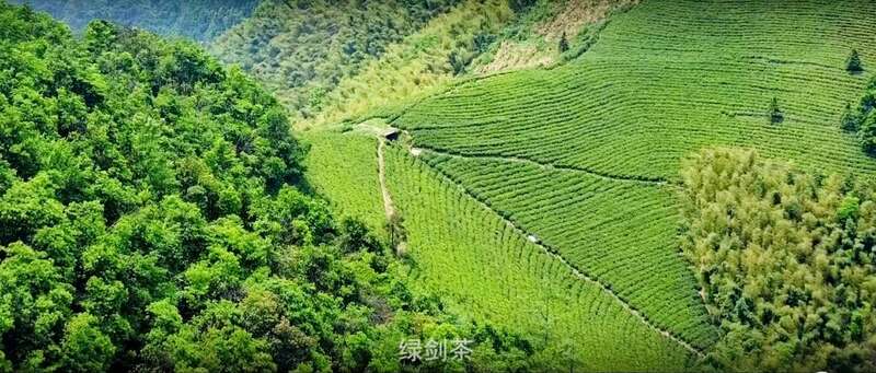 浙江省有机茶认证现状分析与发展建议