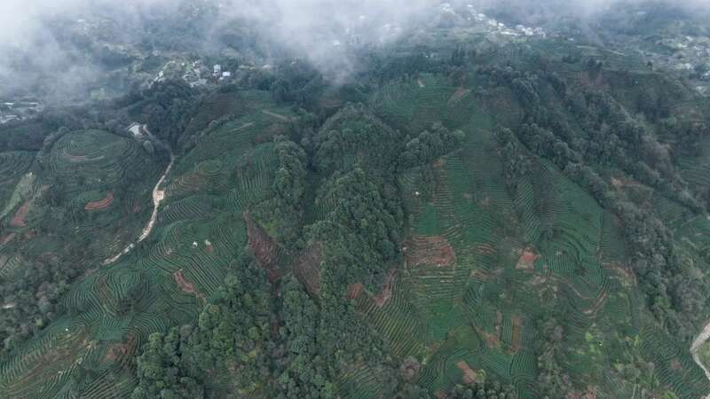 夹江第一茬春茶抢“鲜”开采! 夹江第一茬春茶抢“鲜”开采!