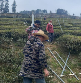 茶叶合作社引领乡村发展 共富新模式显成效 宣恩县:茶叶专业合作社托起致富增收“金叶子”