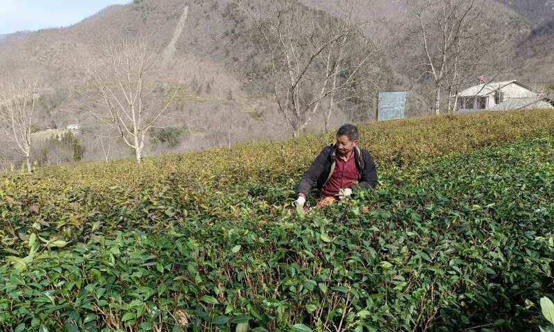 红坪镇红花村：茶园修剪正当时 高山云雾孕好茶