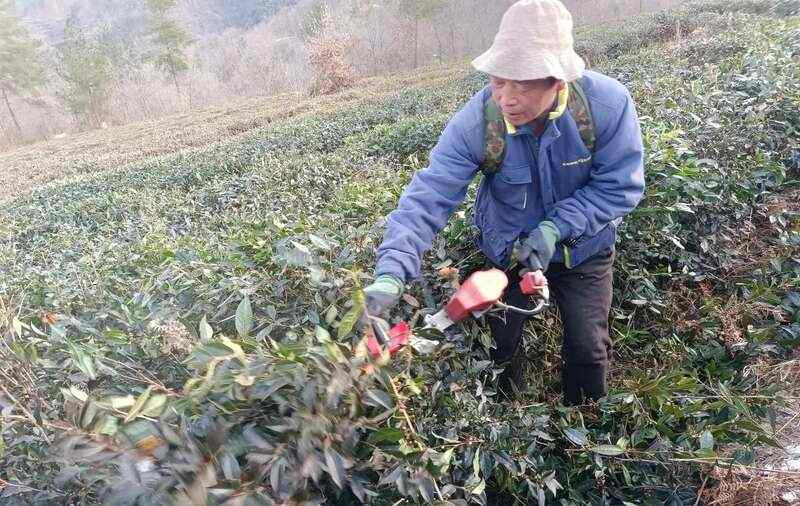 红坪镇红花村：茶园修剪正当时 高山云雾孕好茶