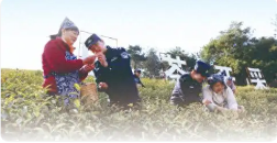 溧阳土警务护航春茶季 科技赋能助农安心采茶 走进“茶叶之乡”,为春耕季护航
