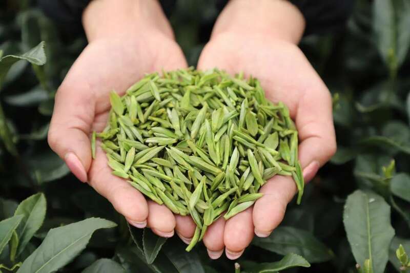 夹江第一茬春茶抢“鲜”开采！