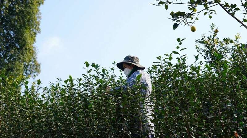 春茶采摘忙 茶农丰收带动经济增收 高县来复镇金村春茶飘香茶农忙