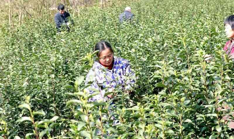春茶采摘忙 茶农丰收带动经济增收 高县来复镇金村春茶飘香茶农忙
