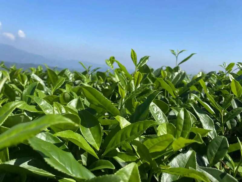 院士团队说2024年茶叶加工理论与技术研究进展（一）