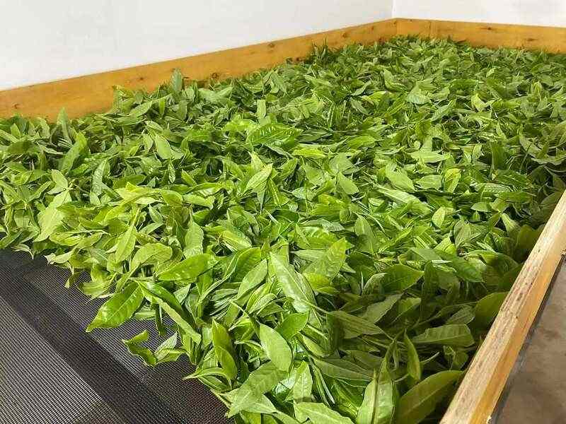 院士团队说2024年茶叶加工理论与技术研究进展（一）