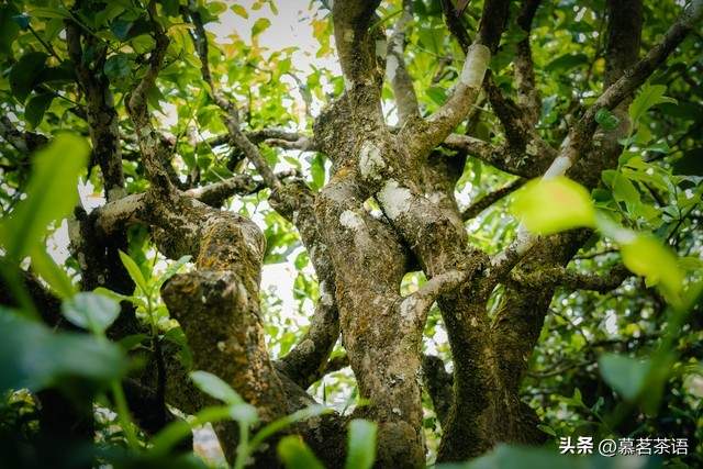 普洱的修为：见茶，见因果，见自己