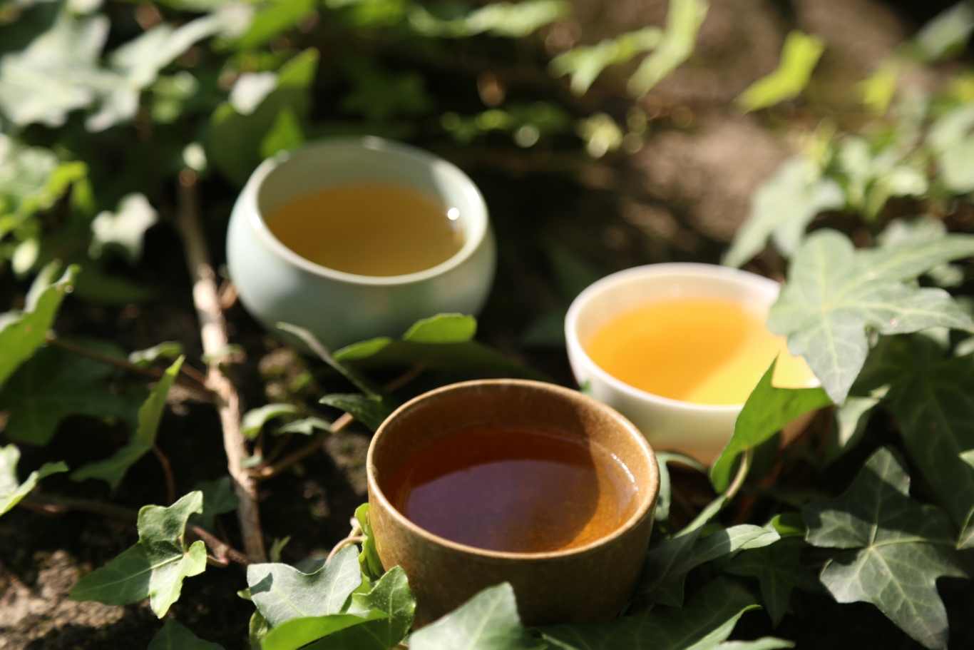 老茶市场明星产品8582的来历和品质怎么样？